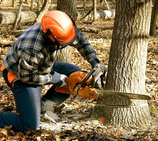 Tree Removal in Agar, SD